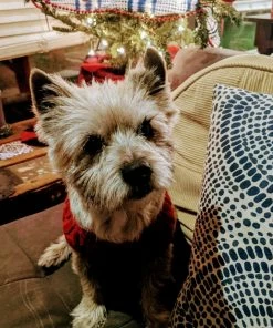 C.C. Pet Sweater Home & Beauty