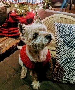 C.C. Pet Sweater Home & Beauty