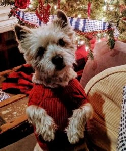 C.C. Pet Sweater Home & Beauty